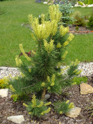 Сосна обыкновенная Биалогон (Pinus  sylvestris  Bialogon) С7,5, 35-55