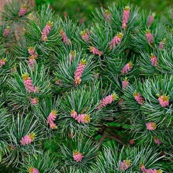 Сосна мелкоцветковая (Pinus parviflora Bonnie Bergmans) C4 15-25