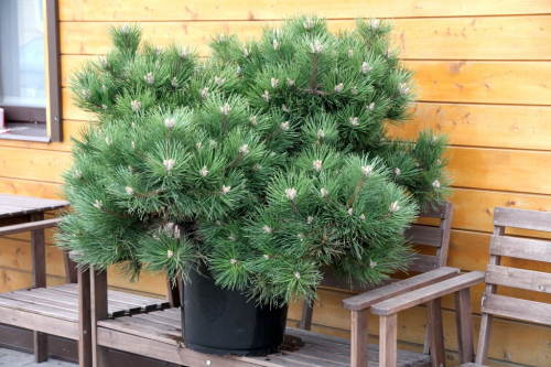Сосна черная (Pinus nigra Hornibrookiana) C5 15-20
