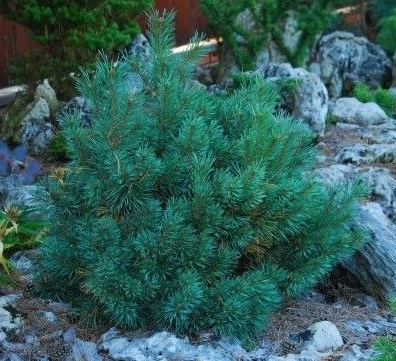 Сосна обыкновенная (Pinus sylvestris Chantry Blue) C10 90