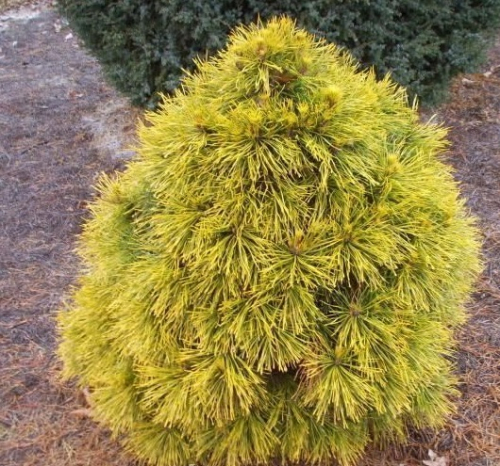 Сосна обыкновенная (Pinus sylvestris Moseri) C2,5 15-20