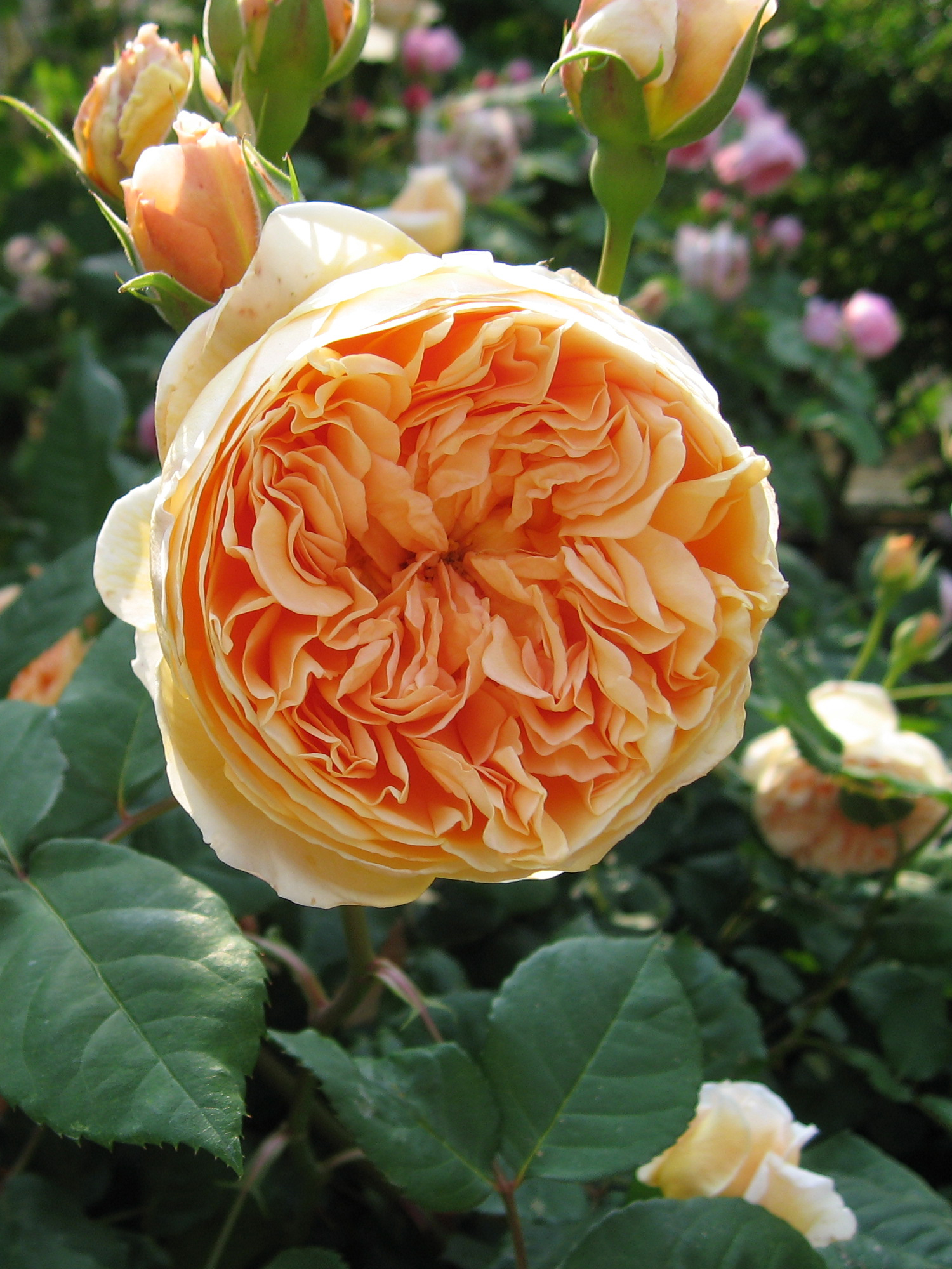 Rosa 'Queen Elizabeth' — Википедия
