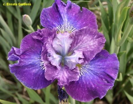 Блэкберри Джубили. Ирис