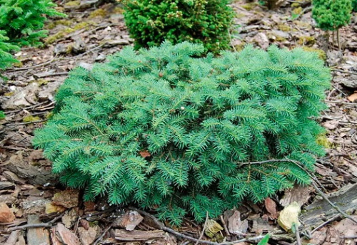 Ель колючая (Picea pungens Sonia) C2 30-50