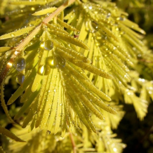 Метасеквойя глиптостробовидная (Metasequoia glyptomeria Goldrush) C3 50-60
