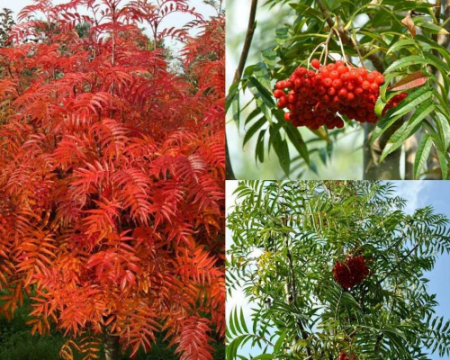 Рябина (Sorbus commixta Dodong) C2 30-60