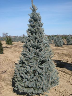 Ель колючая (Picea pungens Foxtoil) C3 30-40