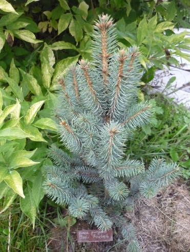 Ель колючая (Picea pungens Foxtoil) C3