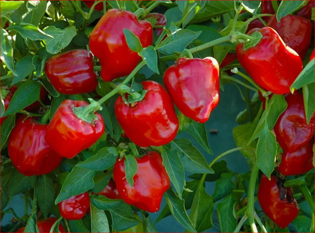 Перец сорт Аристотель. Перец сладкий грунтовой "красный Подснежник. Перца Capsicum annuum. Перец сладкий грунтовый красный Подснежник f1.