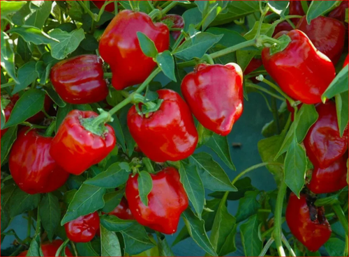 Перец сладкий Кинкан Ред F1 (5 сем.)
