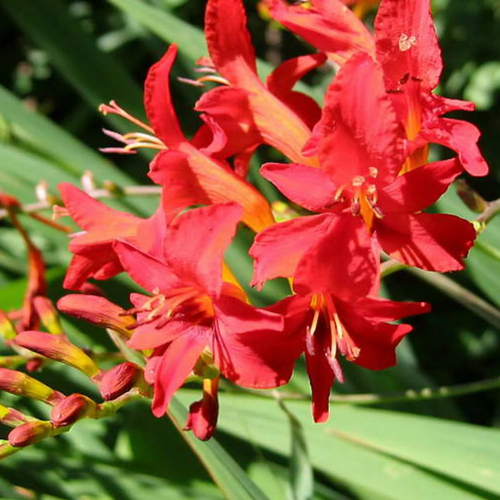 Крокосмия Red King (10 шт. в уп.)