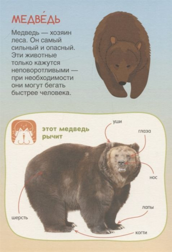 Светлана Пирожник: Животные. Говорящие картинки для развития малыша