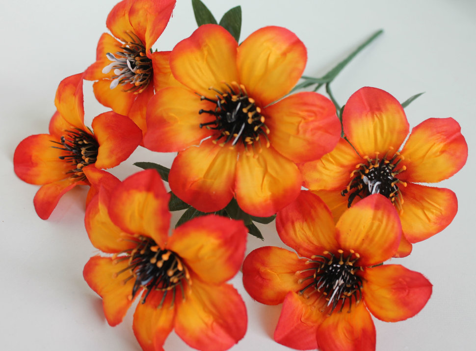 Б11062 Б/С Букет анемона 6гол.