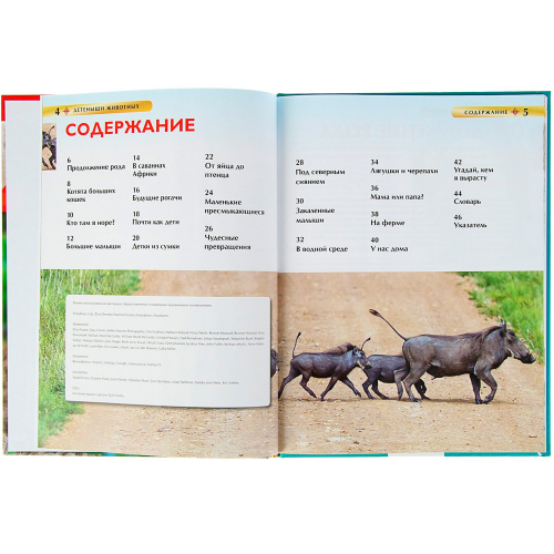 Книга 978-5-353-06868-6 Детеныши животных.Детская энциклопедия в Нижнем Новгороде