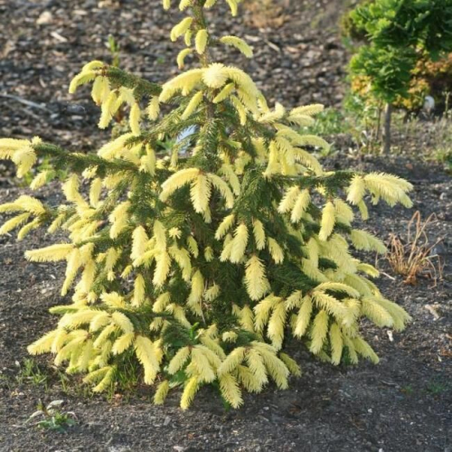 Ель обыкновенная Перис Голд (Picea abies Perry's Gold) С12 50-60