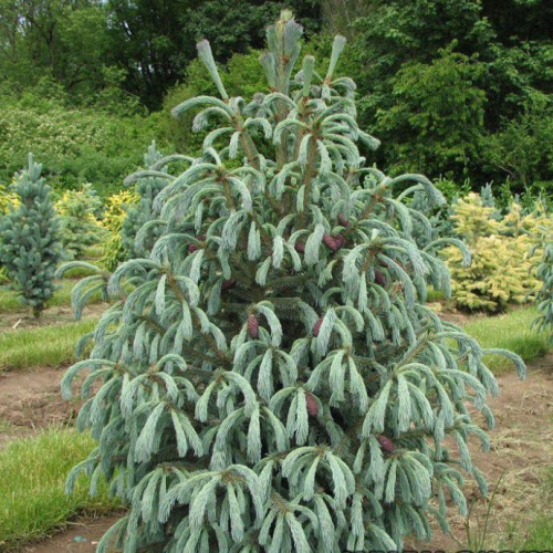 Ель Энгельмана Глаука (Picea engelmanii Glauca), С18 80-100