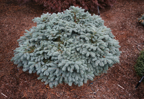 Ель колючая (Picea pungens Waldbrunn), С2 15-20