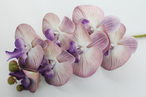В11435 Б/С Орхидея латекс