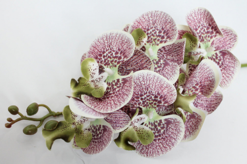 В11434 Б/С Орхидея латекс