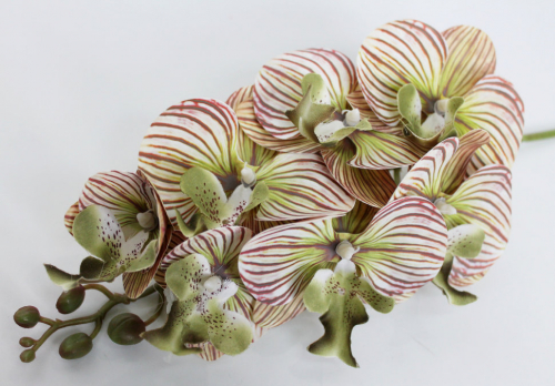 В11434 Б/С Орхидея латекс