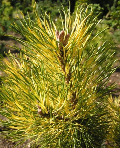 Сосна горная Саншайн (Pinus mugo Sunshine), С5, 15-25