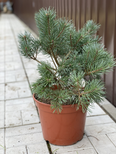 Сосна обыкновенная Чантри Блю (Pinus sylvestris Chantry Blue) С2.5, 20-25