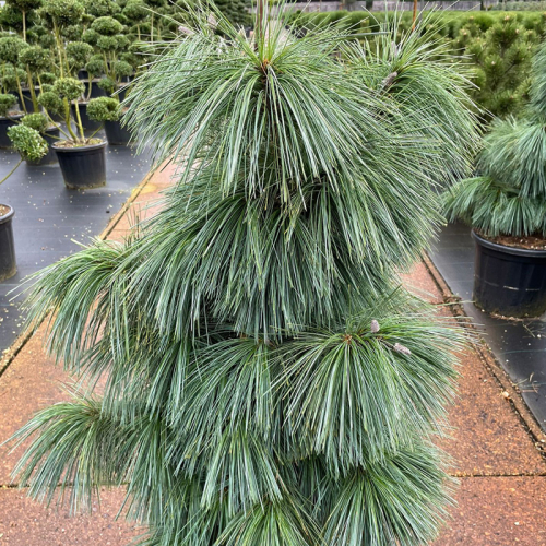 Сосна Шверина Витхорст (Pinus schwerinii Wiethorst), С10 40-50