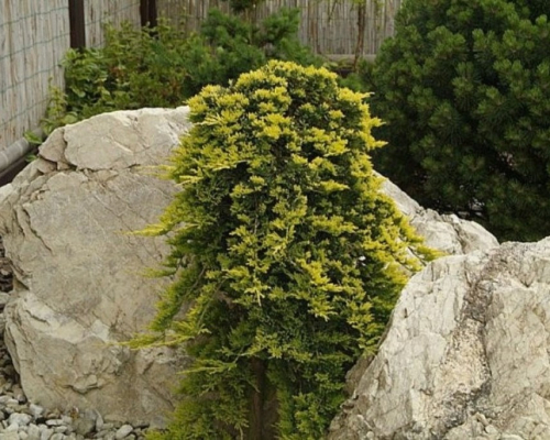 Можжевельник горизонтальный (Juniperus horizontalis Golden Carpet), С5, Ра70