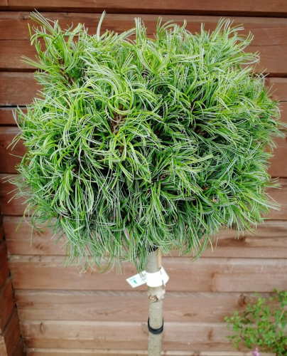 Сосна веймутова Грин Твист (Pinus strobus Green Twist), C5/7,5, Ра 60, 15-25