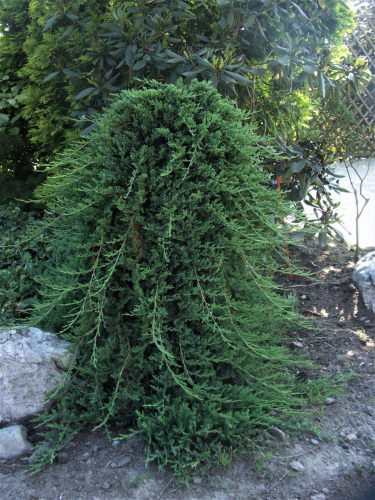 Можжевельник горизонтальный (Juniperus horizontalis Prince of Wales) С5, Ра70