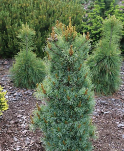 Сосна мелкоцветковая Бонни Бергман (Pinus parviflora Bonnie Bergman) С7.5 50-60