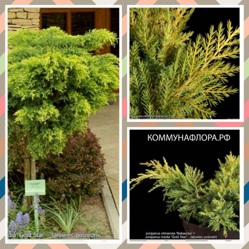 Можжевельник средний (Juniperus media pfitz.Gold Star) С4, Ра60-70, 15-25 