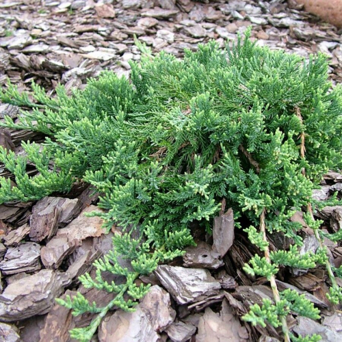 Можжевельник горизонтальный Вилтони (Juniperus horizontalis Wiltonii), С3 15-30