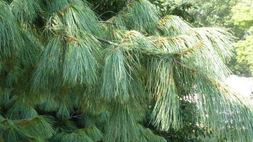 Сосна веймутова Ниагара Фоллс (Pinus strobus Niagara Falls), С5 20-30 