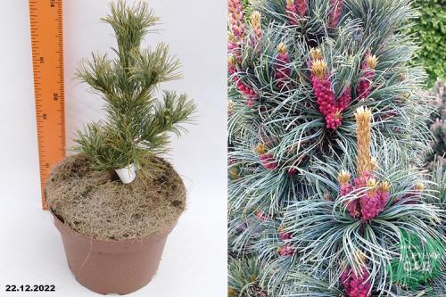Сосна мелкоцветковая Бонни Бергман (Pinus parviflora Bonnie Bergman) С7.5 50-60