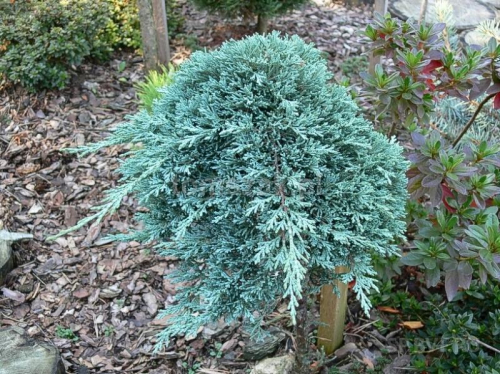 Можжевельник горизонтальный(Juniperus horizontalis Icee Blue) С7.5, Ра50, 30-40
