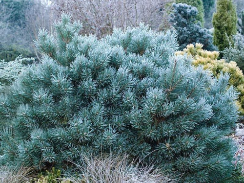 Сосна обыкновенная Чантри Блю (Pinus sylvestris Chantry Blue) С2.5, 20-25