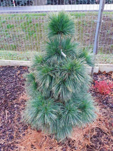 Сосна Шверина Витхорст (Pinus schwerinii Wiethorst) С3 15-20