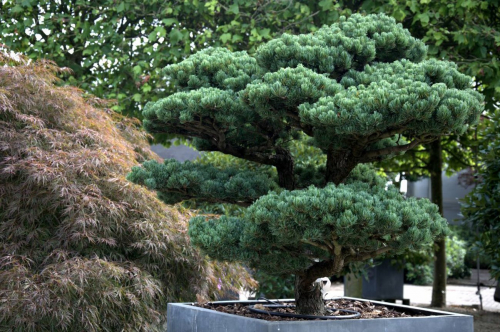 Сосна мелкоцветная Негиши (Pinus parviflora Negishi), Р14