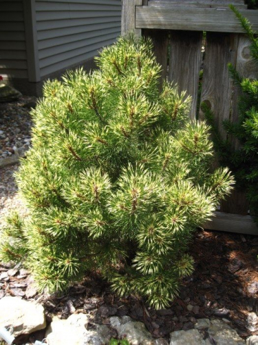 Сосна горная Саншайн (Pinus mugo Sunshine), С5, 15-25