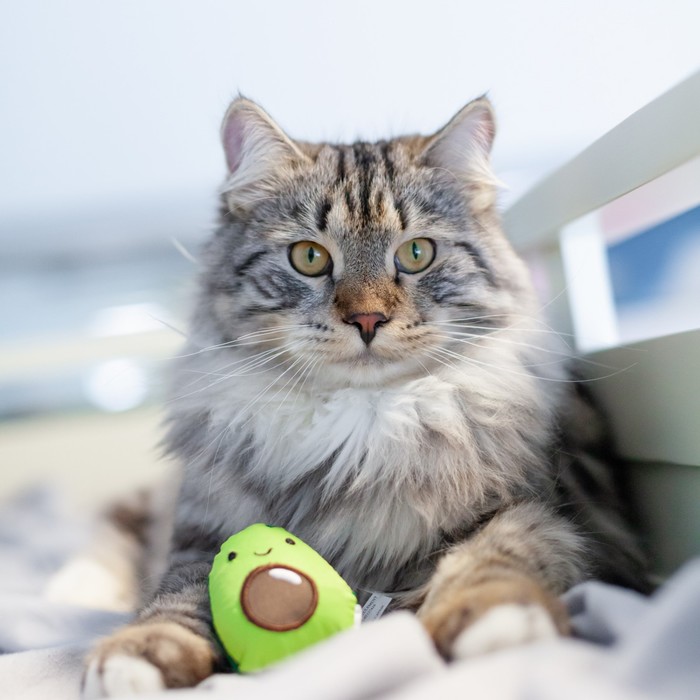 Игрушка Petstages Dental
