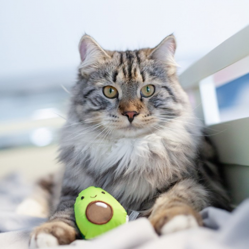 Игрушка Petstages Dental 