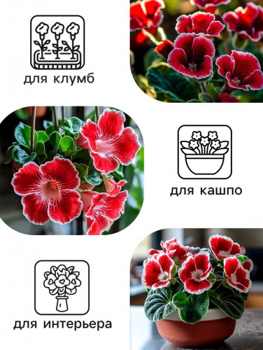 Семена комнатных цветов Глоксиния Аванти 