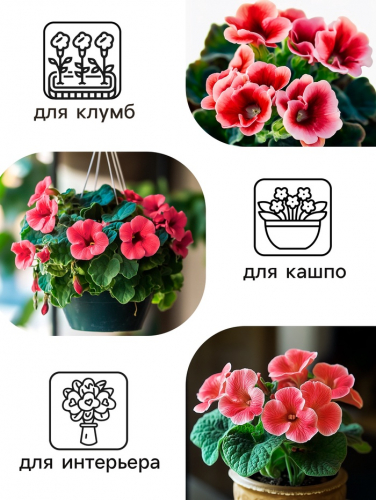 Семена комнатных цветов Глоксиния Аванти 