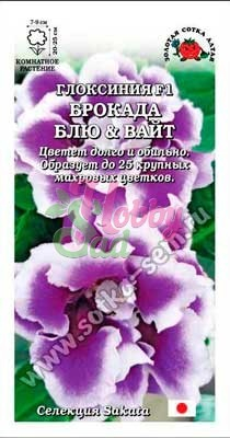 Цветы Глоксиния Брокада Блю & Вайт F1 (5 шт) Сотка