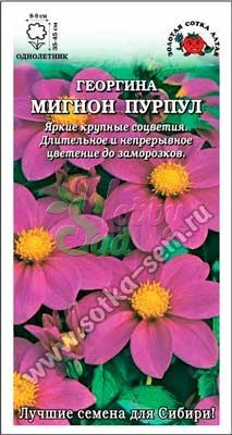 Цветы Георгина Мигнон Пурпул (0,2 г) Сотка