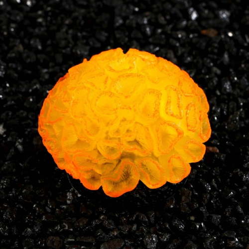 Декор для аквариума коралл Faviidae, 5 х 2,5 см, силиконовый, оранжевый
