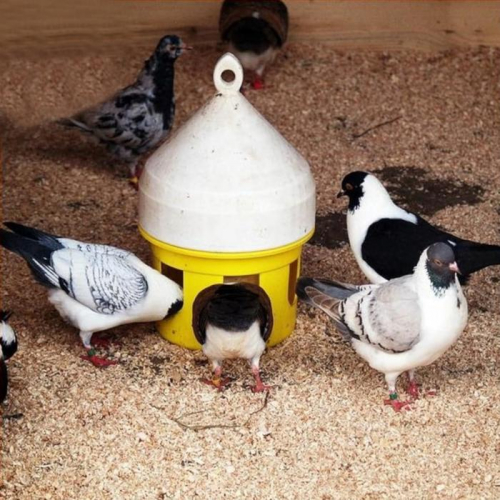 Кормушка бункерная для домашней птицы на 3,5 кг, пластик, COLOMBI