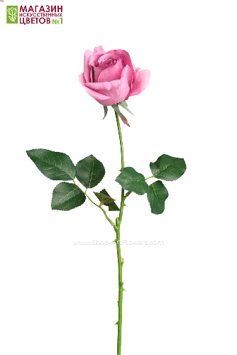 Роза полураскрытая - пыльно-сиреневый