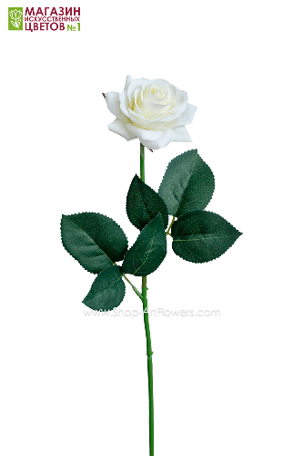 Роза малая - белый